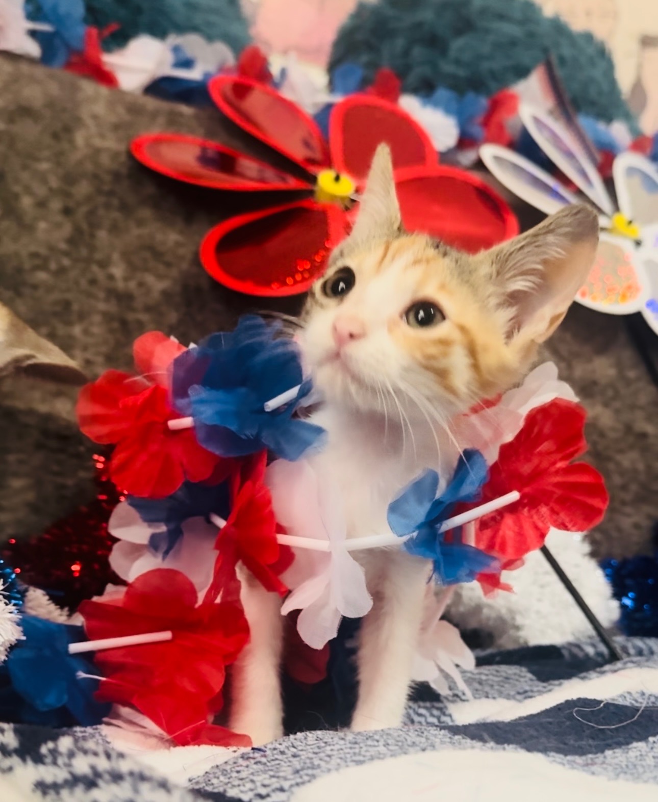 Georgina, a Adoptable mixed breed in Palm City, FL image 2/3