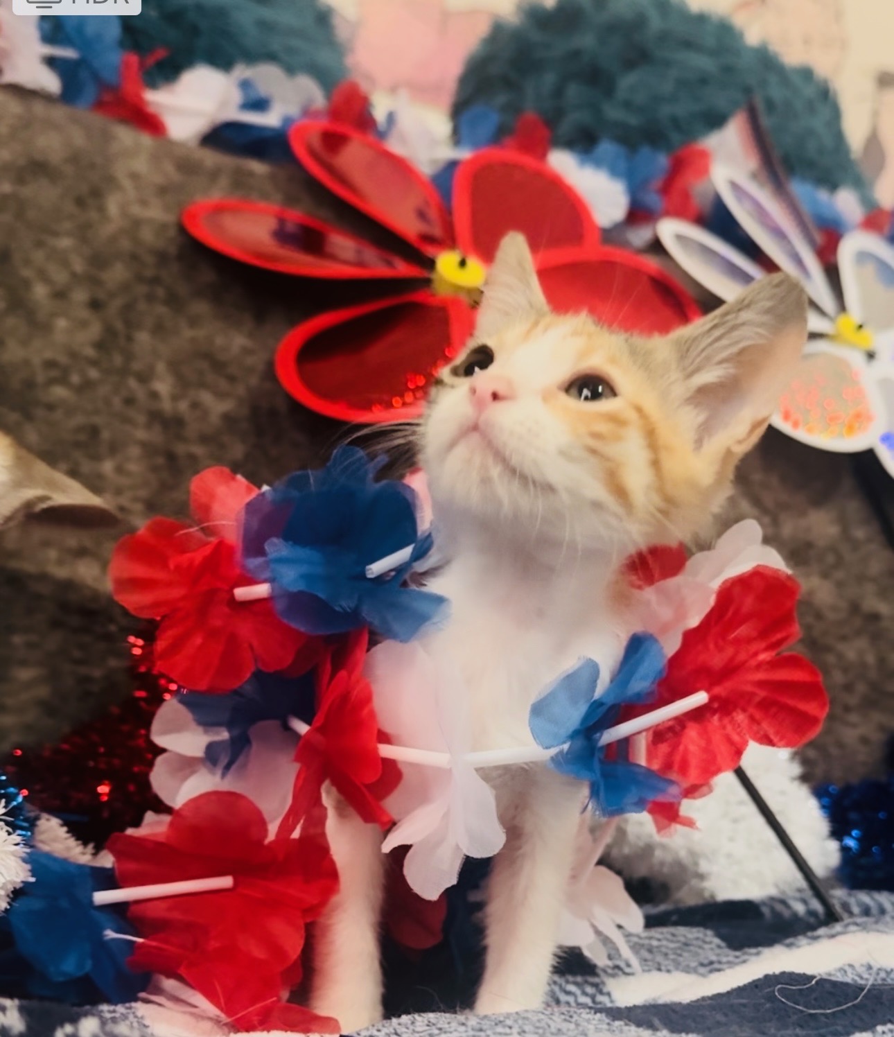 Georgina, a Adoptable mixed breed in Palm City, FL image 3/3