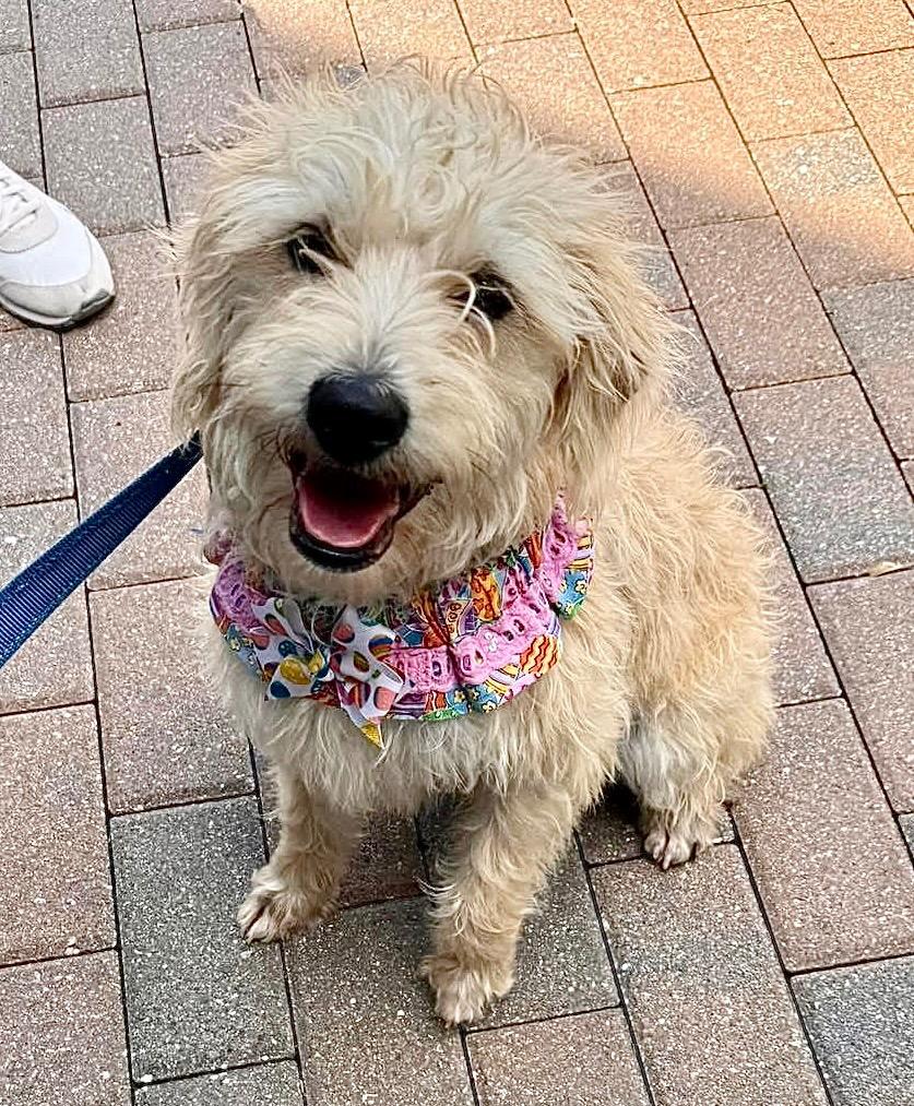 Goldie-Young and Sweet, Adoptable, Young Female Wheaten Terrier & Terrier.