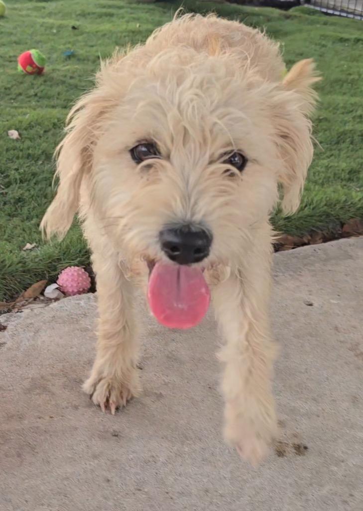 Enlarge Goldie-Young and Sweet, a Adoptable mixed breed in Fort Myers, FL image 2/2