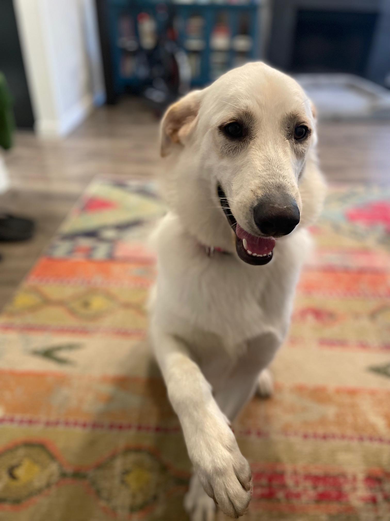 Enlarge Barkley, an adopted mixed breed in Burbank, CA image 2/6