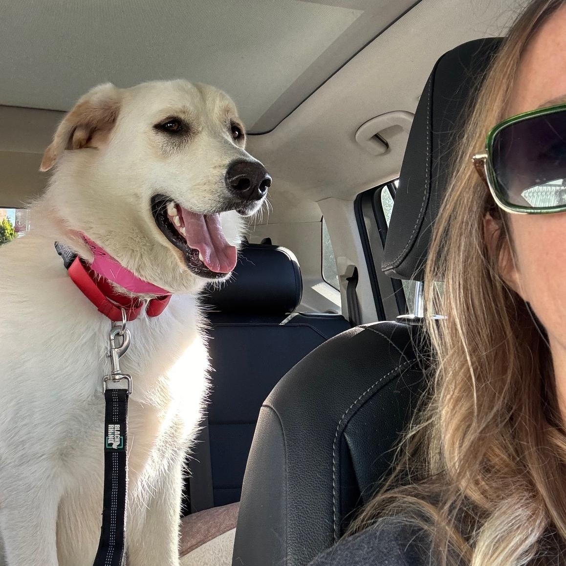 Enlarge Barkley, an adopted mixed breed in Burbank, CA image 5/6