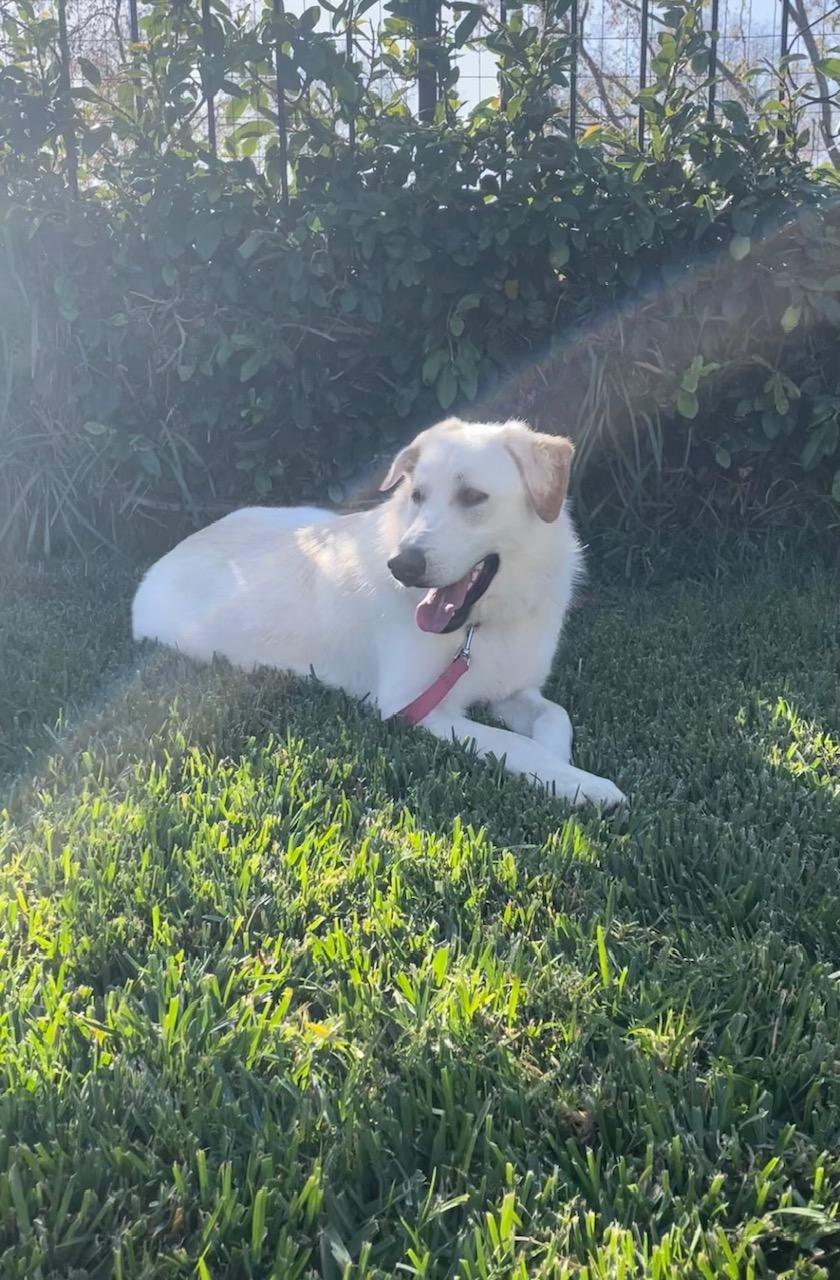 Enlarge Barkley, an adopted mixed breed in Burbank, CA image 6/6