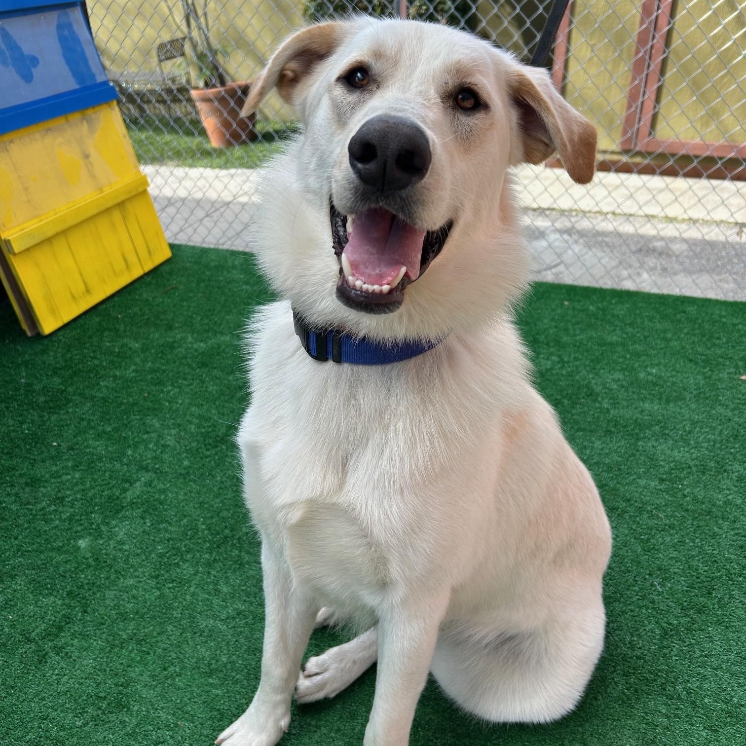 Barkley, adopted, Young Male Great Pyrenees & Golden Retriever.
