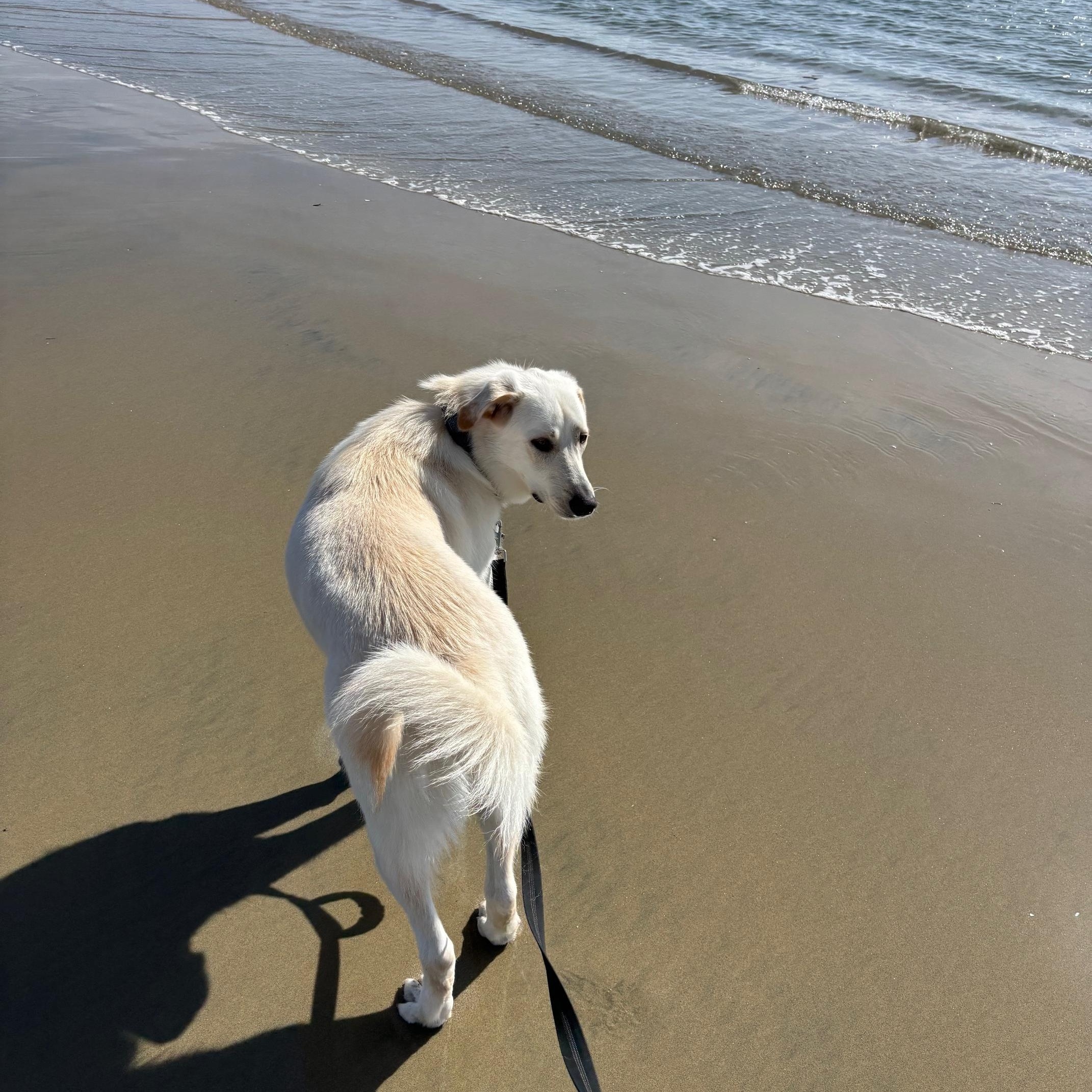Enlarge Barkley, an adopted mixed breed in Burbank, CA image 4/6