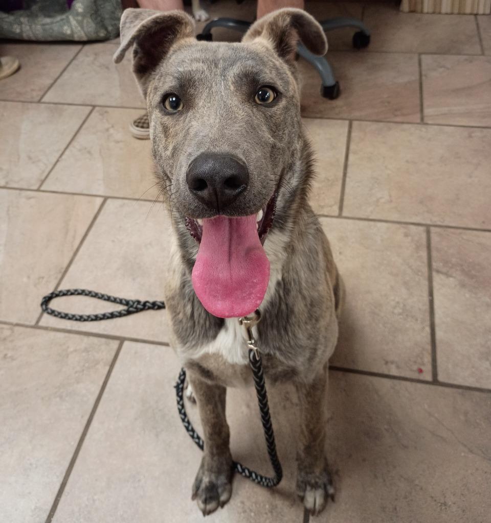 Rockyy, Adoptable, Puppy Male Mixed Breed.