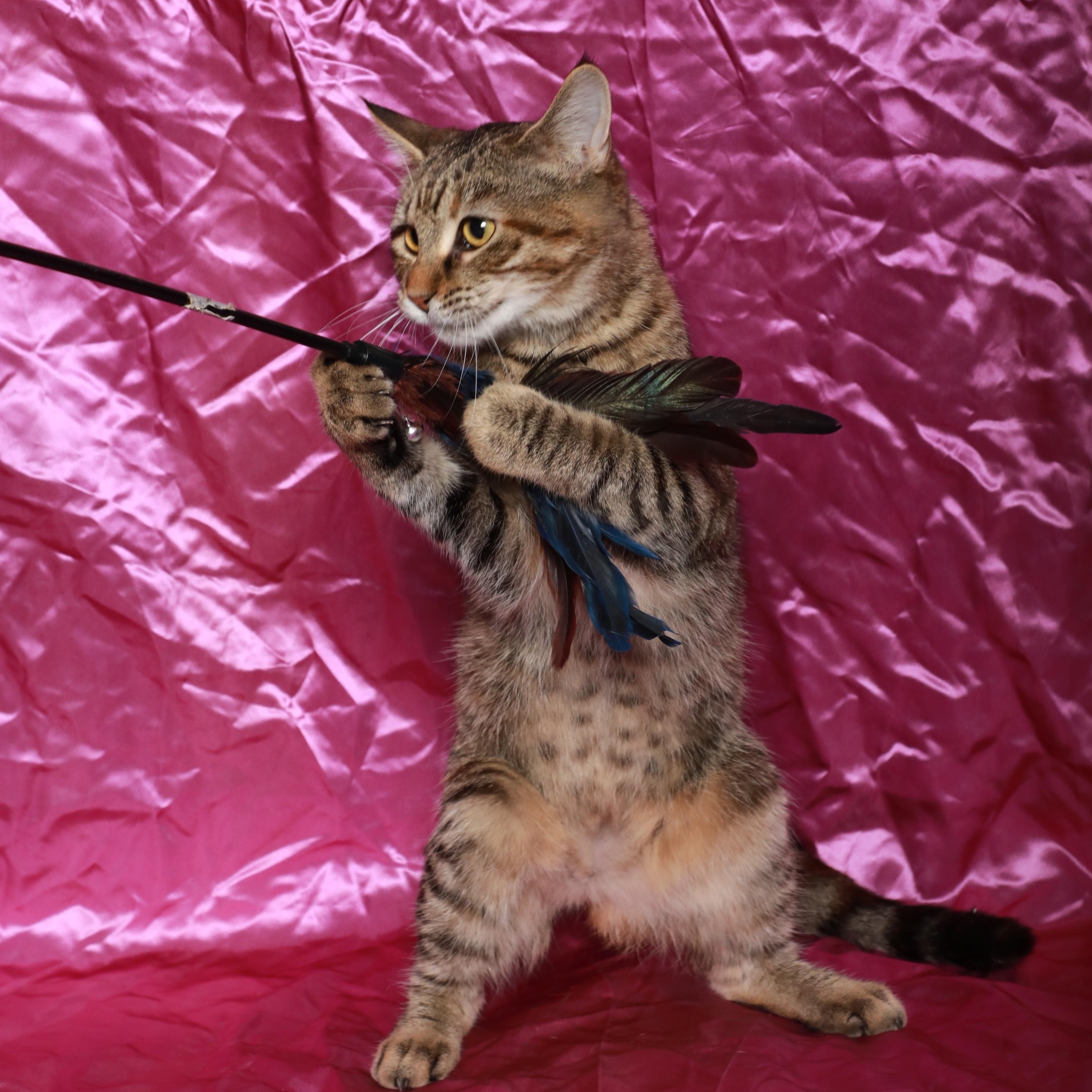 Enlarge Huntress, an adopted Domestic Short Hair in Rock Falls, IL image 2/2