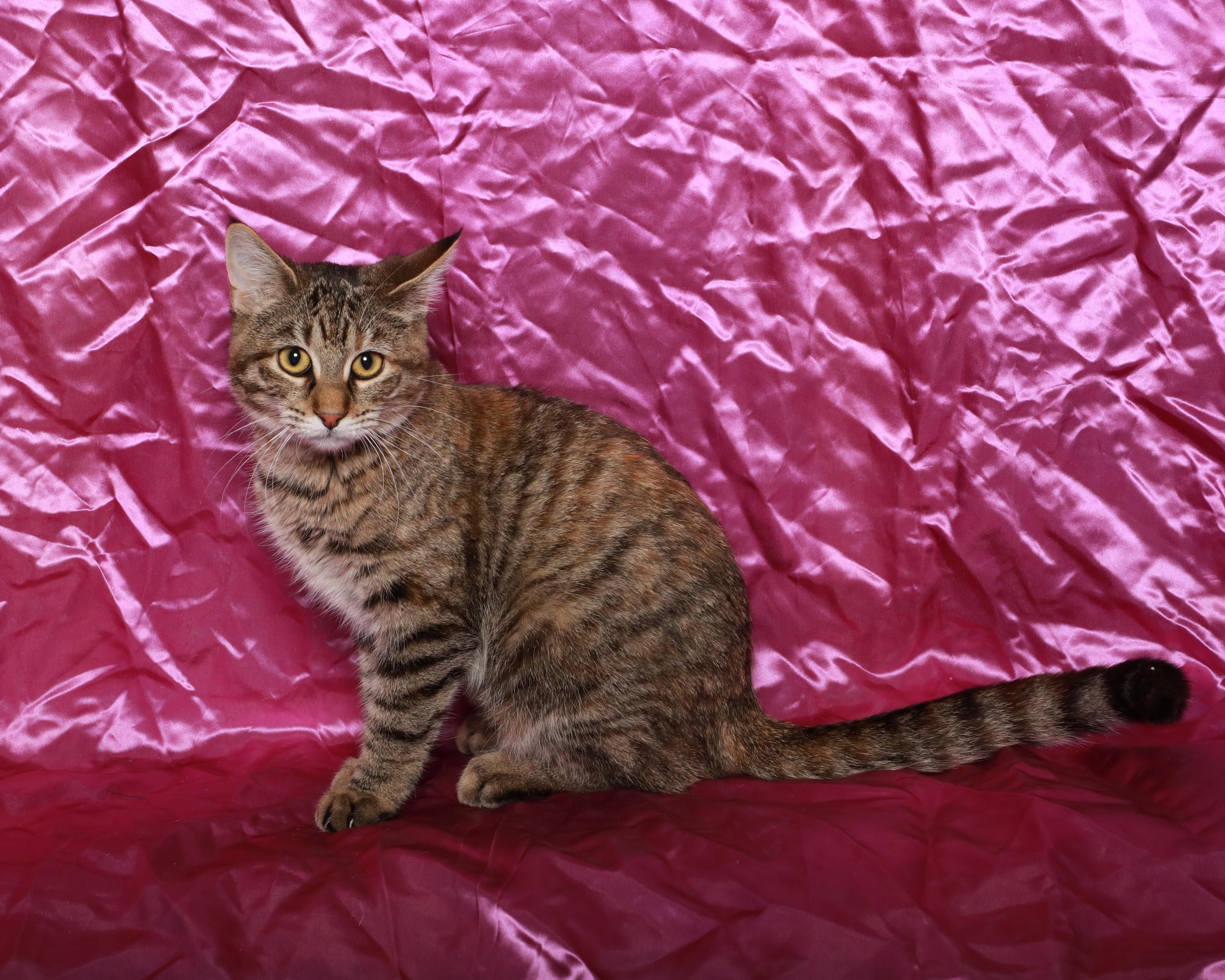 Enlarge Huntress, an adopted Domestic Short Hair in Rock Falls, IL image 1/2