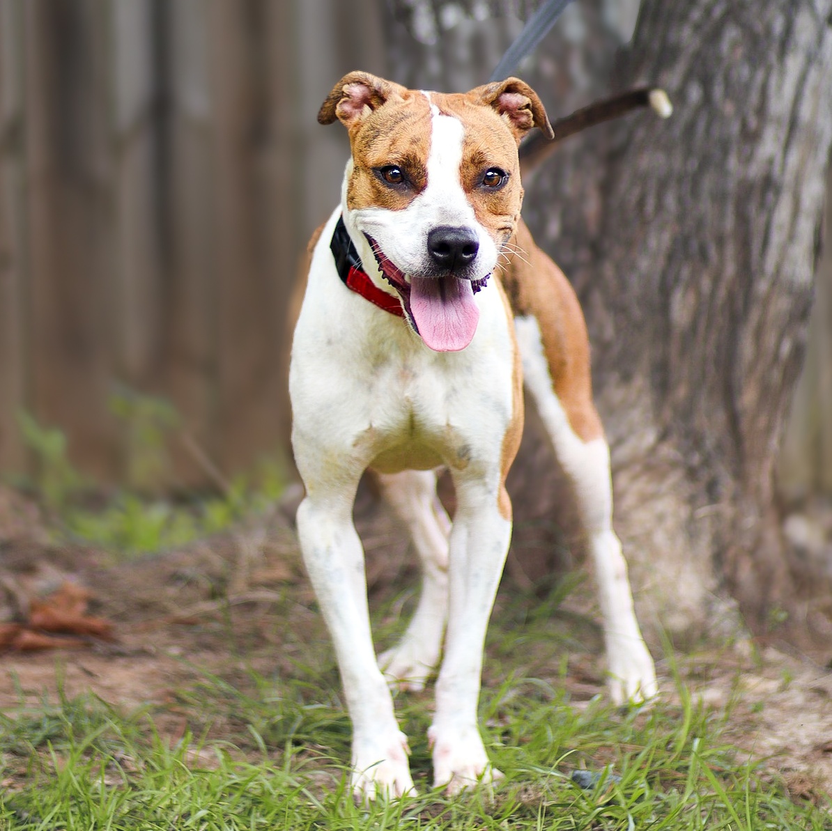 Enlarge Gaia, a Adoptable mixed breed in Hamilton, GA image 3/4