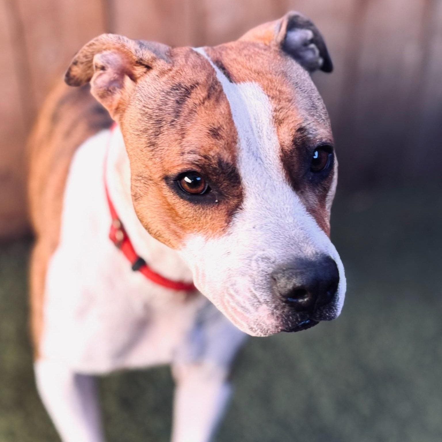 Enlarge Gaia, a Adoptable mixed breed in Hamilton, GA image 4/4