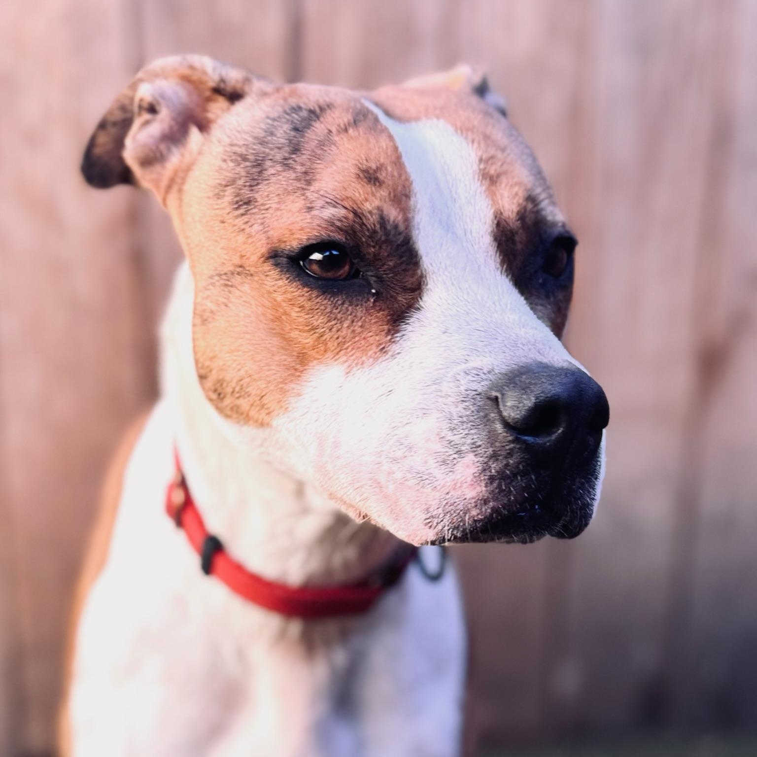 Enlarge Gaia, a Adoptable mixed breed in Hamilton, GA image 2/4