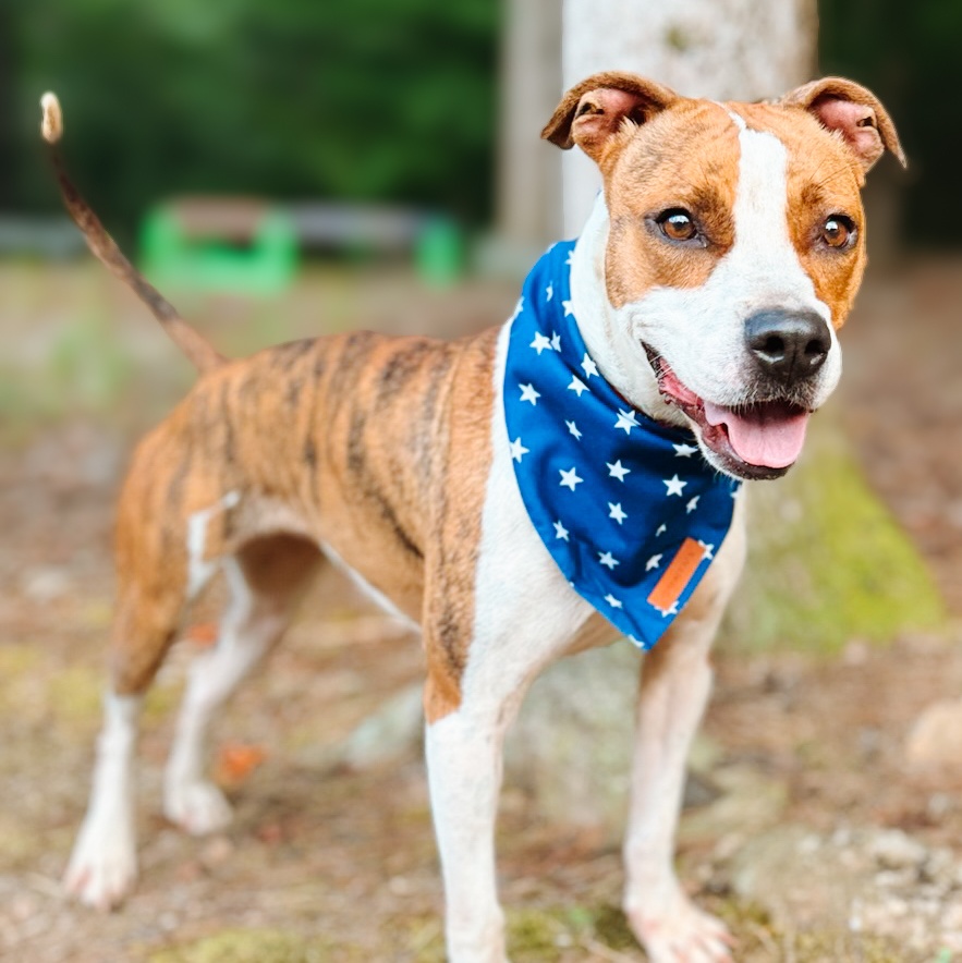 Enlarge Gaia, a Adoptable mixed breed in Hamilton, GA image 1/4