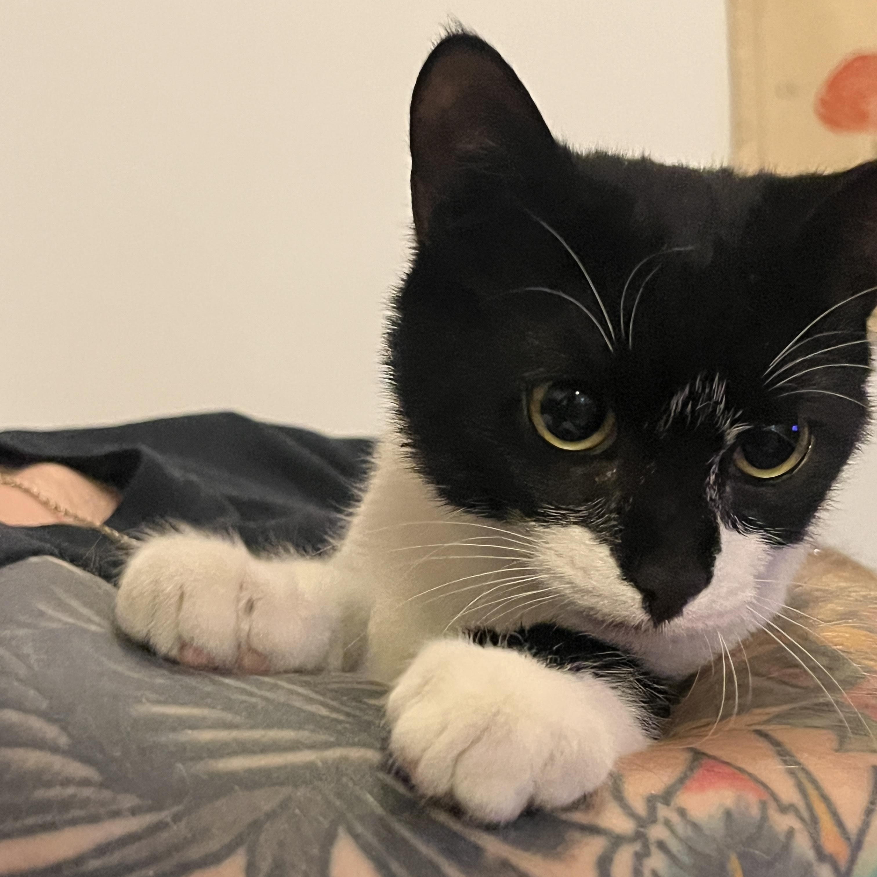 Enlarge Aubrey, a Adopted Domestic Short Hair in Brooklyn, NY image 2/5