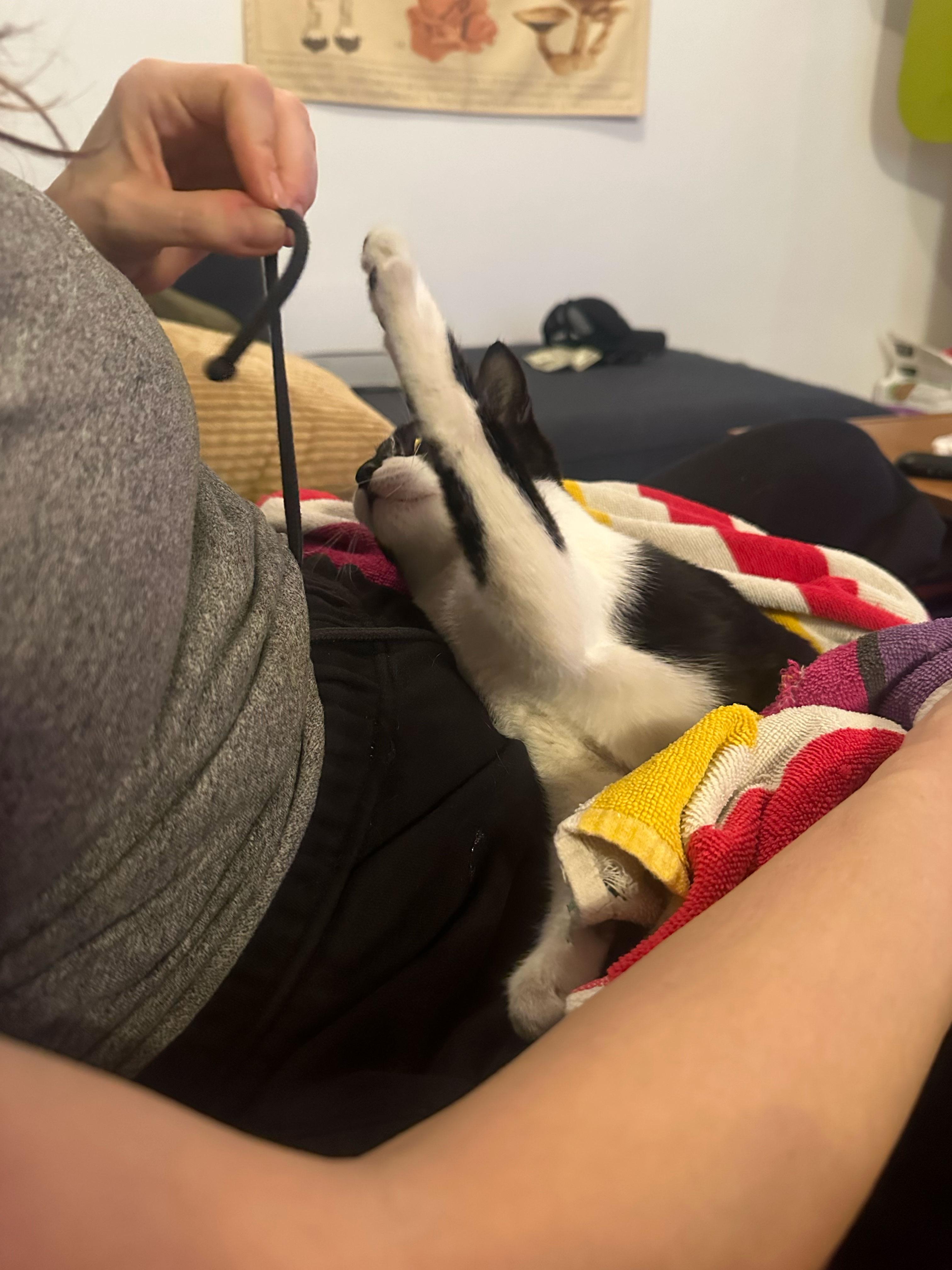 Enlarge Aubrey, a Adopted Domestic Short Hair in Brooklyn, NY image 5/5