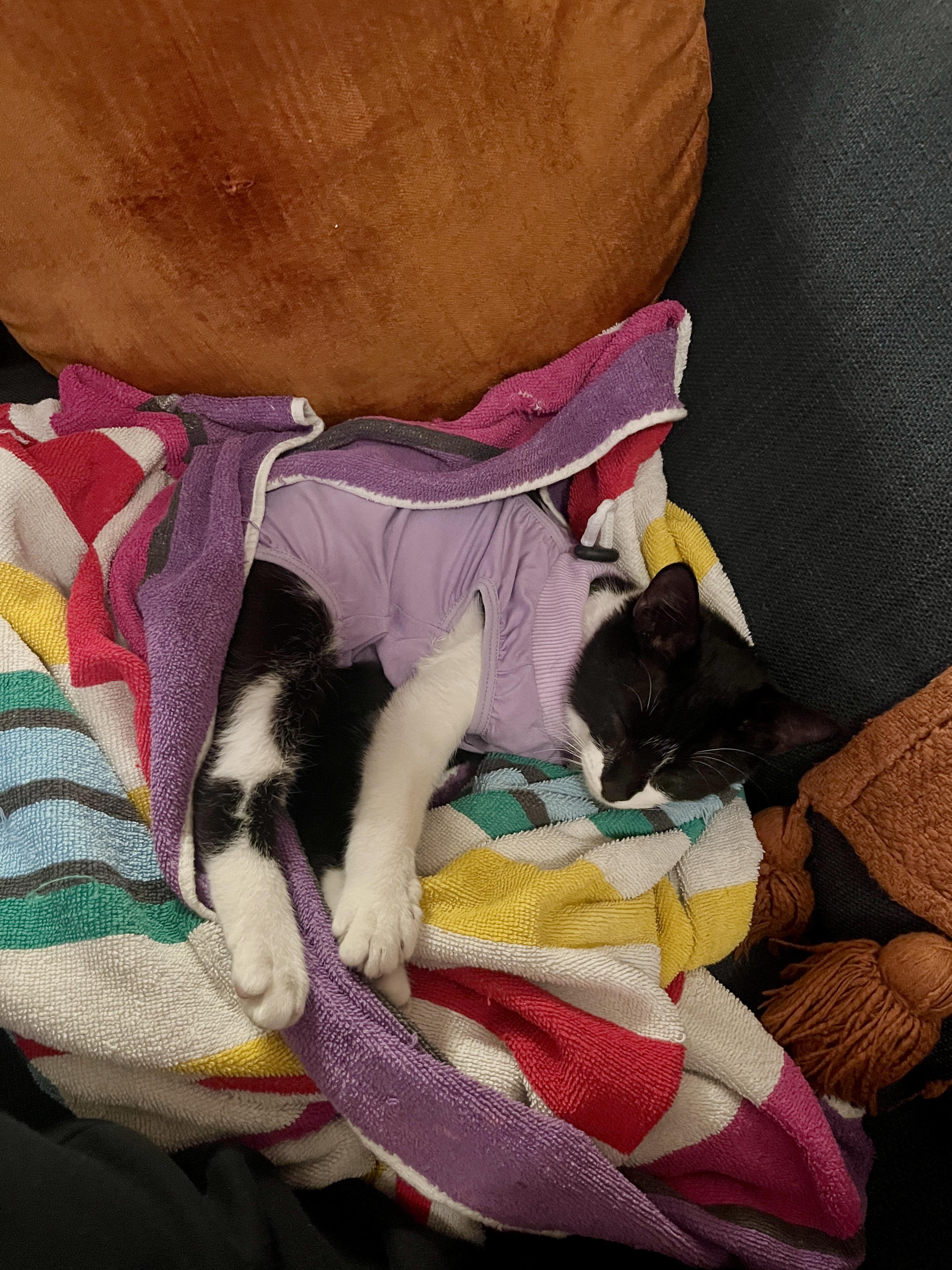 Enlarge Aubrey, a Adopted Domestic Short Hair in Brooklyn, NY image 4/5