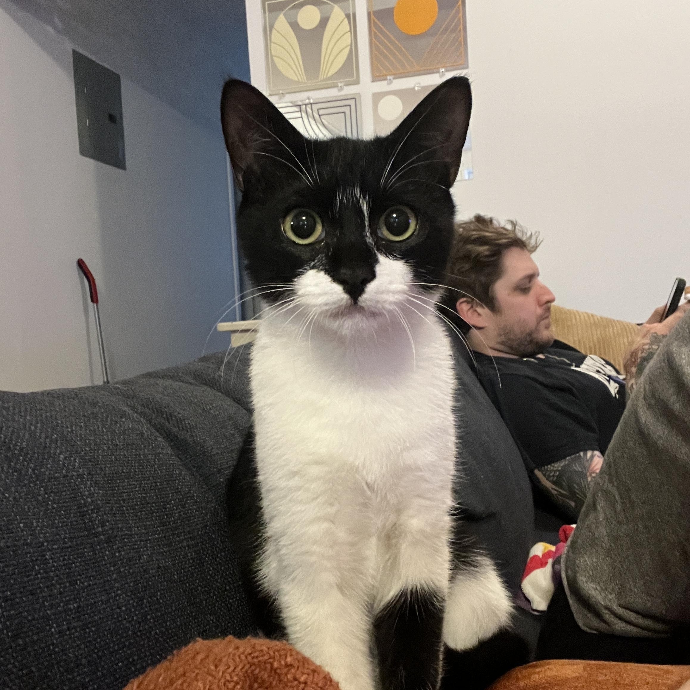 Enlarge Aubrey, a Adopted Domestic Short Hair in Brooklyn, NY image 1/5