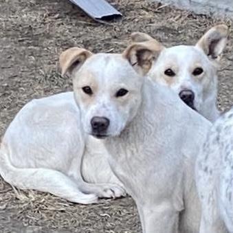 Rice, Adoptable, Young Female Australian Cattle Dog / Blue Heeler.