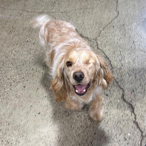 Enlarge Rudy, a ADOPTABLE Cocker Spaniel in South San Francisco, CA image 4/4