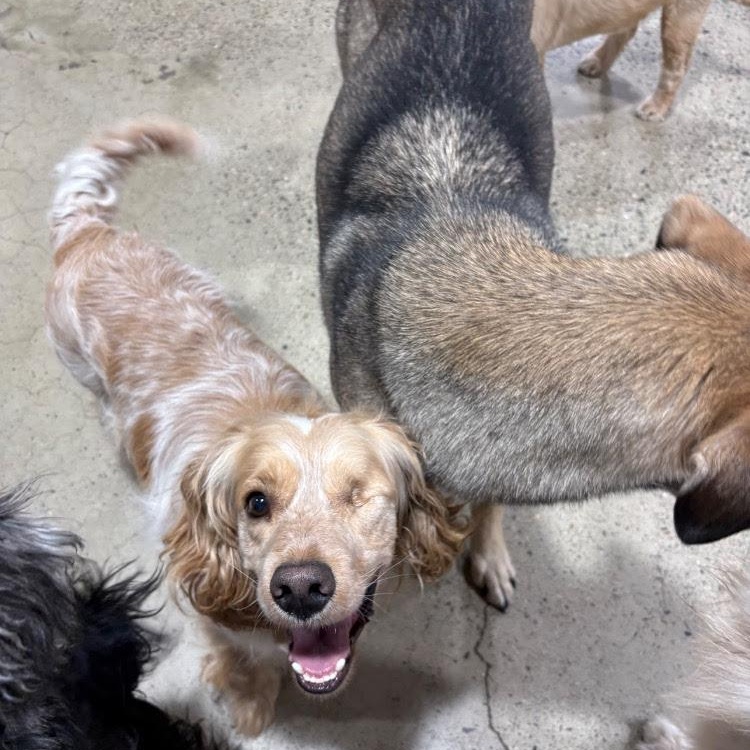 Enlarge Rudy, a ADOPTABLE Cocker Spaniel in South San Francisco, CA image 3/4