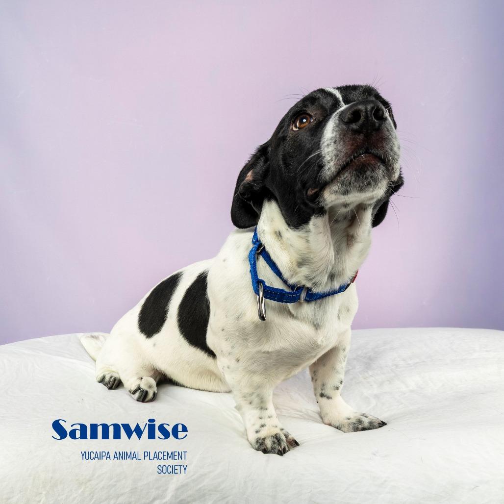 Enlarge Samwise, a Adoptable mixed breed in Yucaipa, CA image 1/1