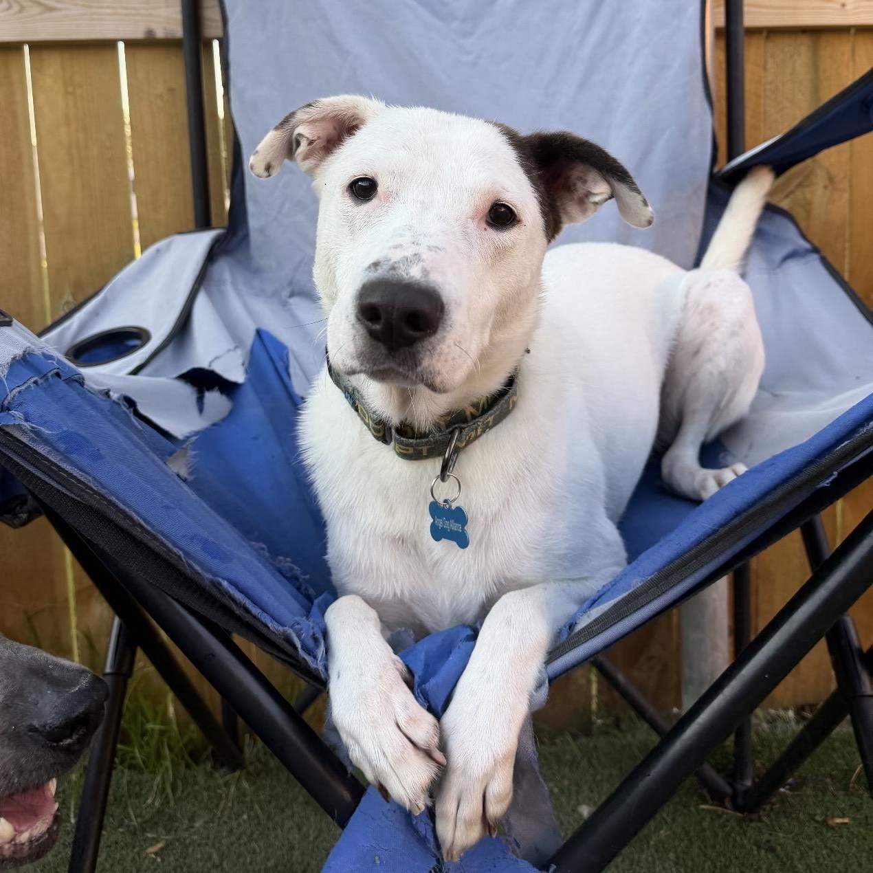 Skip, ADOPTABLE, Young Male Pit Bull Terrier.