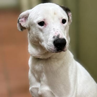 Enlarge Skip, a ADOPTABLE Pit Bull Terrier in Naperville, IL image 4/6