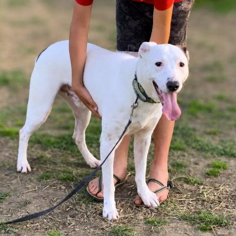 Enlarge Skip, a ADOPTABLE Pit Bull Terrier in Naperville, IL image 5/6