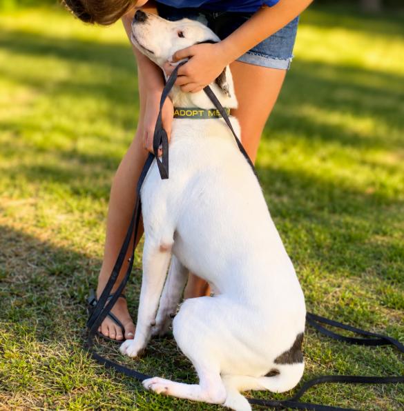 Enlarge Skip, a ADOPTABLE Pit Bull Terrier in Naperville, IL image 6/6