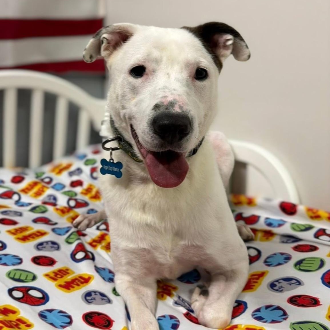 Enlarge Skip, a ADOPTABLE Pit Bull Terrier in Naperville, IL image 2/6