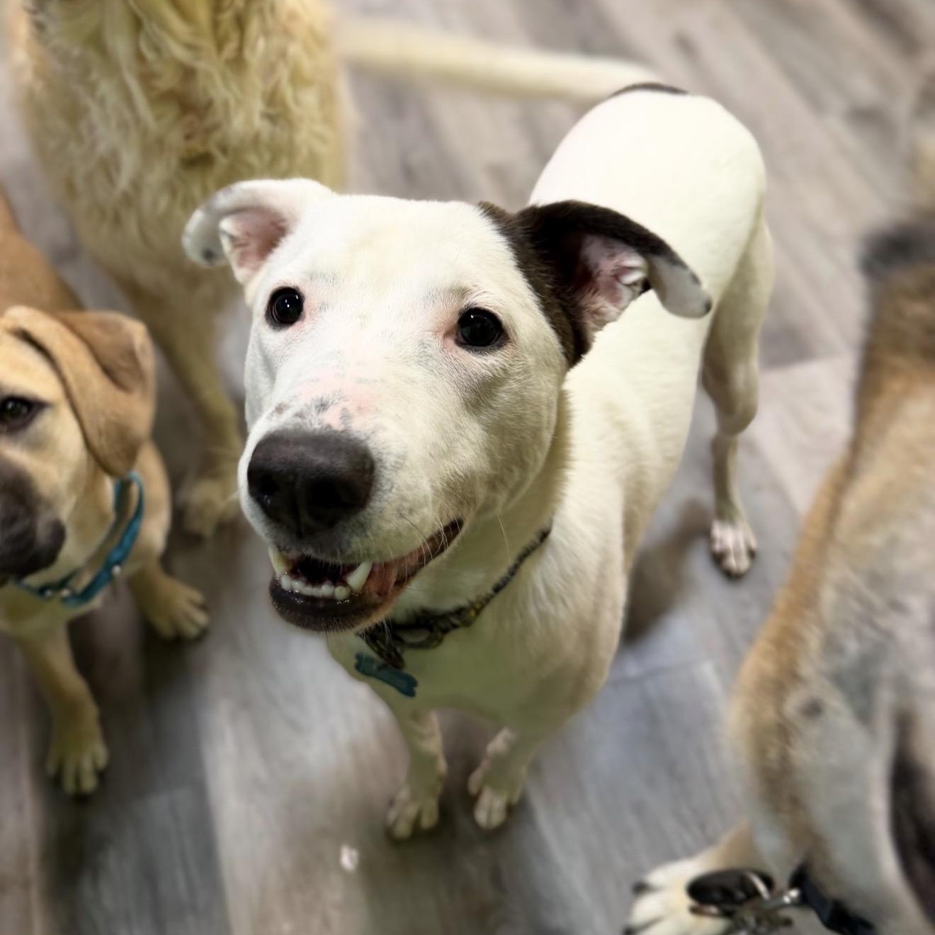 Enlarge Skip, a ADOPTABLE Pit Bull Terrier in Naperville, IL image 3/6