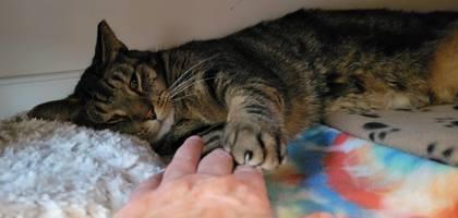 Loki, Adoptable, Adult Male Domestic Short Hair & Domestic Short Hair.