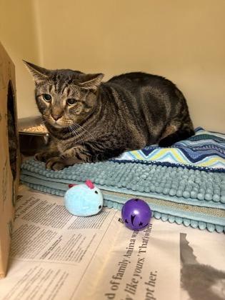 Loki, Adoptable, Adult Male Domestic Short Hair & Domestic Short Hair.