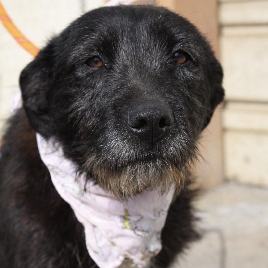 Fiona, ADOPTABLE, Adult Female Terrier.