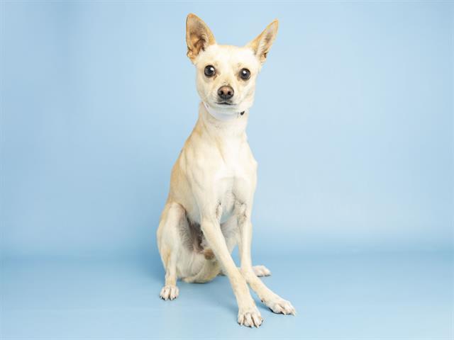 Enlarge SIX, a Adoptable Chihuahua in Phoenix, AZ image 1/2