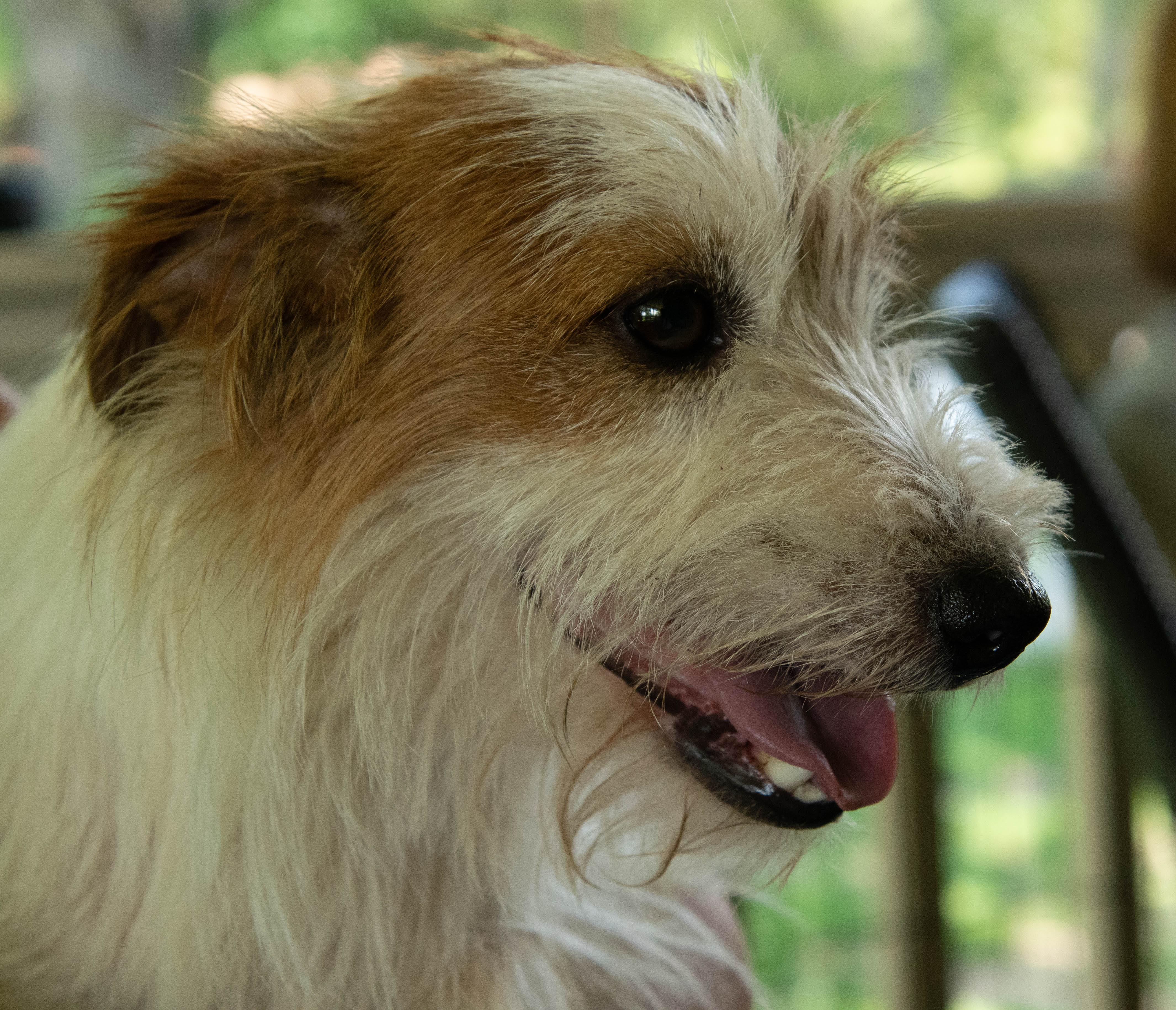Enlarge Ollie, a Adopted Jack Russell Terrier in Conyers, GA image 1/4