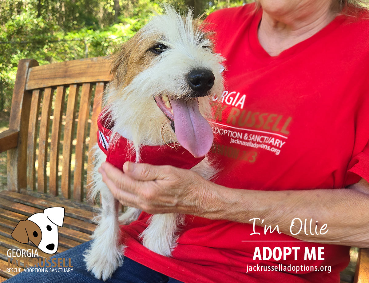Enlarge Ollie, a Adopted Jack Russell Terrier in Conyers, GA image 3/4