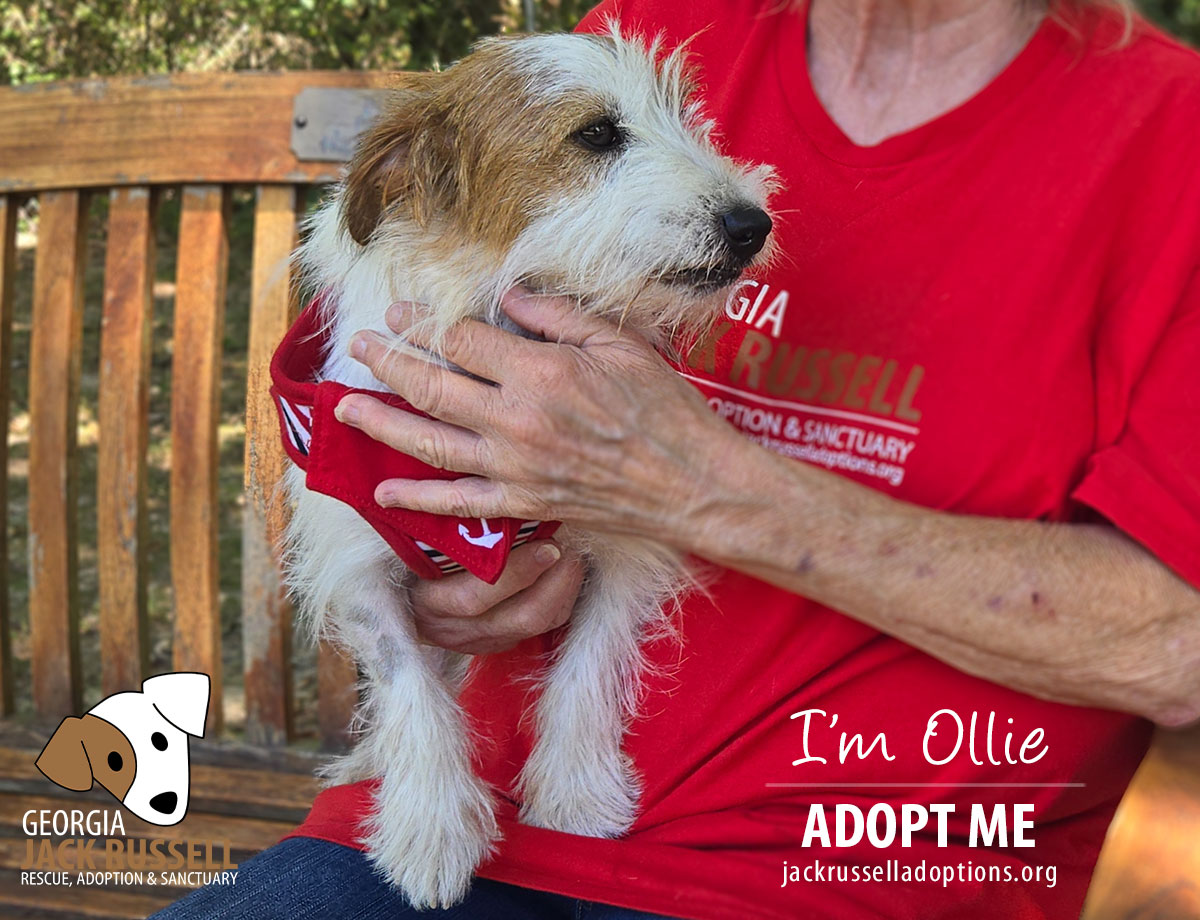Ollie, Adopted, Young Male Jack Russell Terrier.