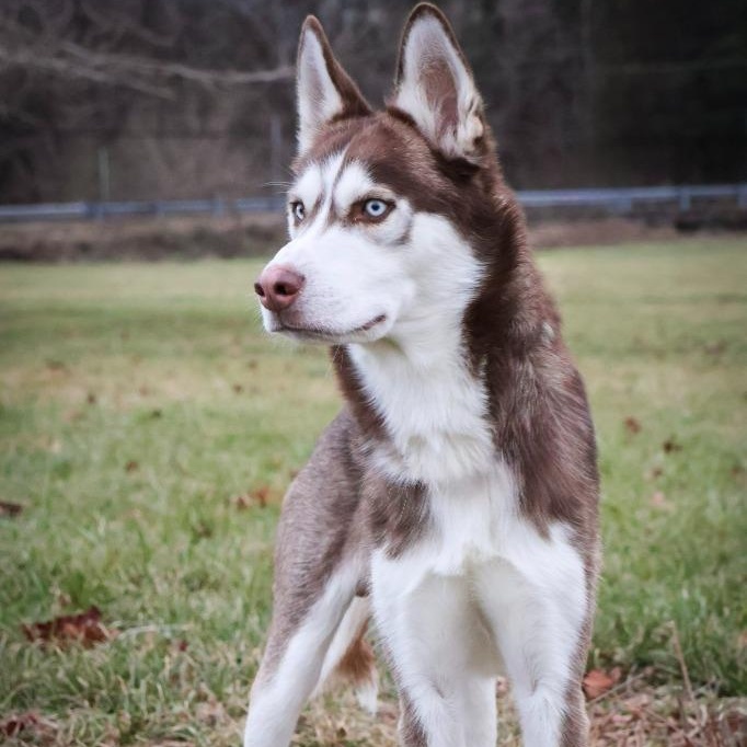 Ghost, Adoptable, Adult Male Mixed Breed.