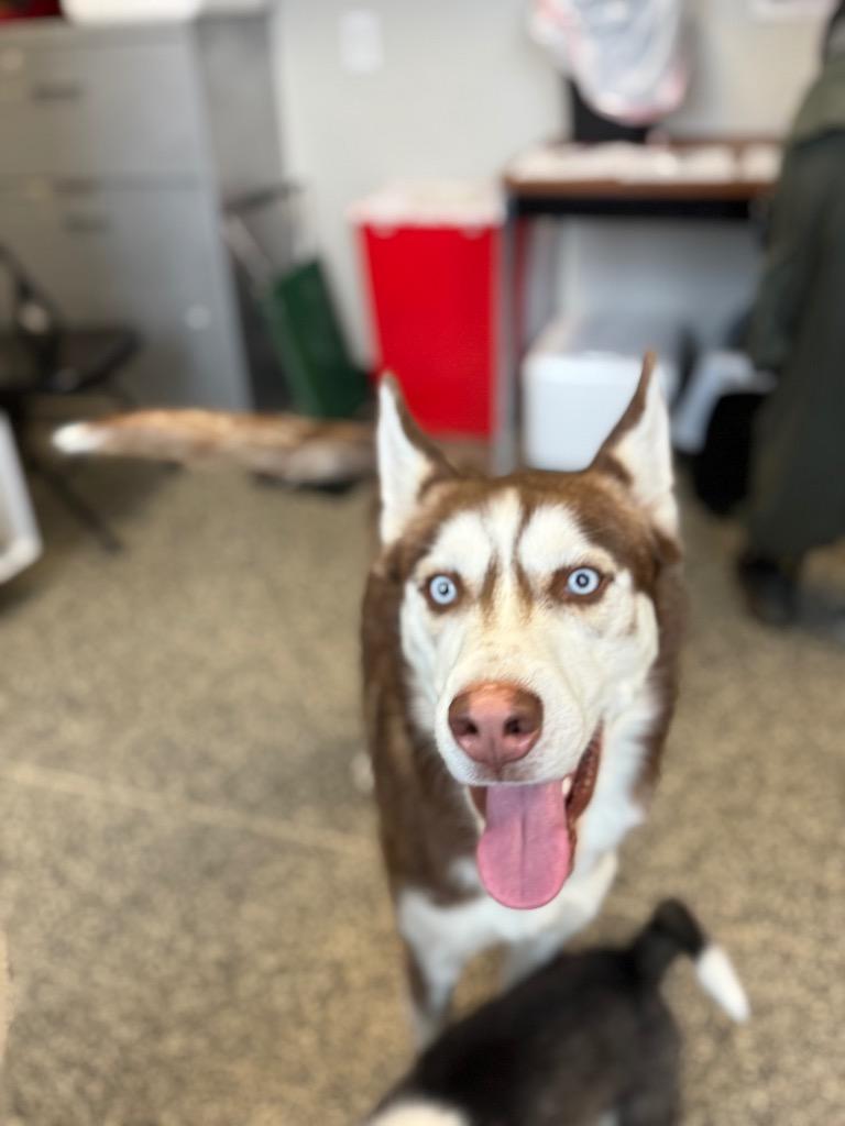 Enlarge Ghost, a Adoptable mixed breed in Columbia, TN image 1/1