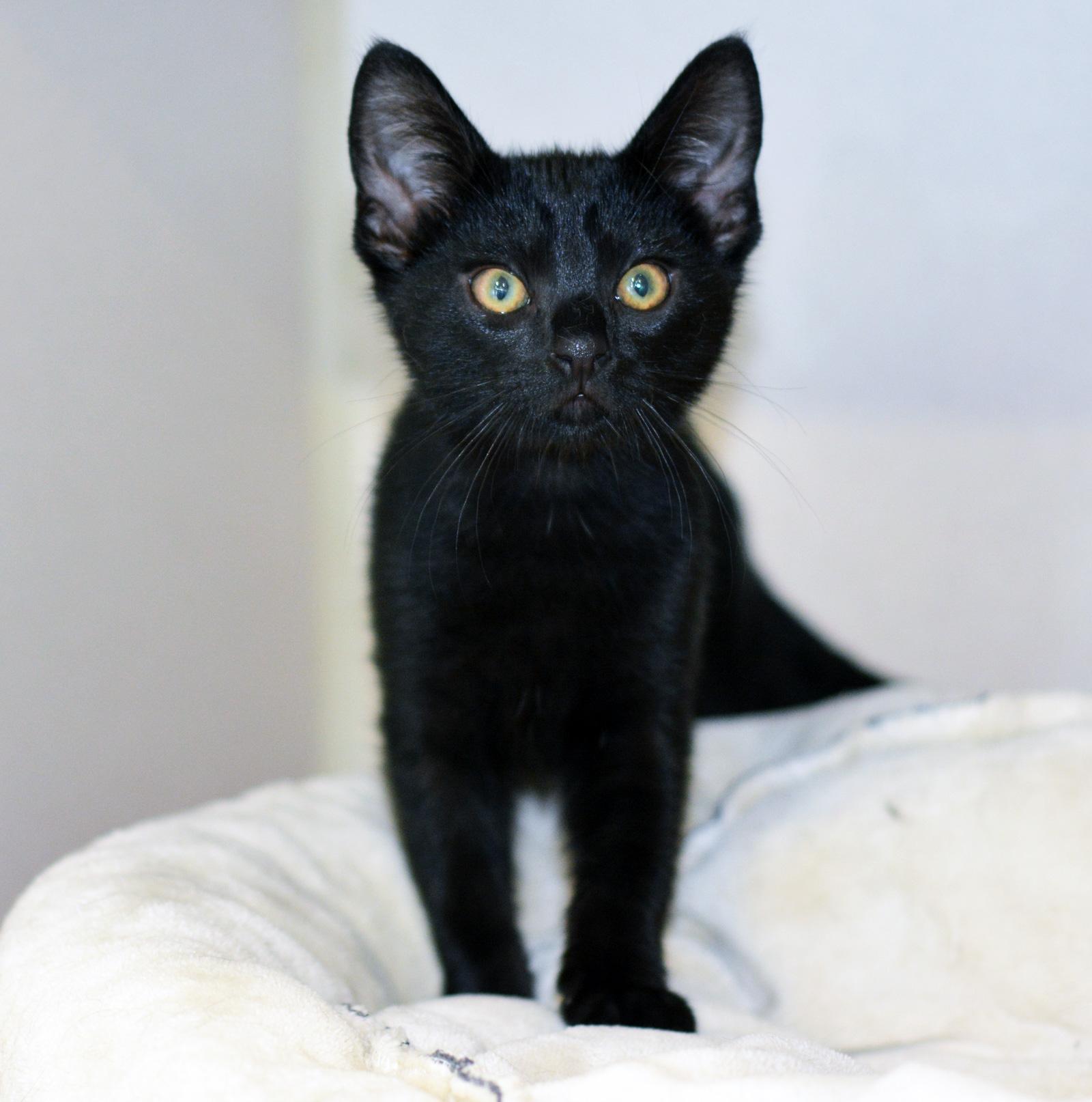 DEWEY, adopted, Kitten Male Domestic Short Hair.