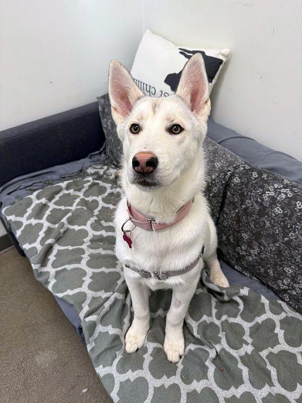 Starla, adoptable, Puppy Female Husky.