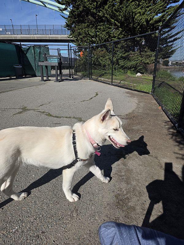 Enlarge Starla, an adoptable mixed breed in Berkeley, CA image 3/3
