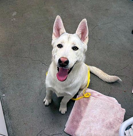 Enlarge Starla, an adoptable mixed breed in Berkeley, CA image 1/3