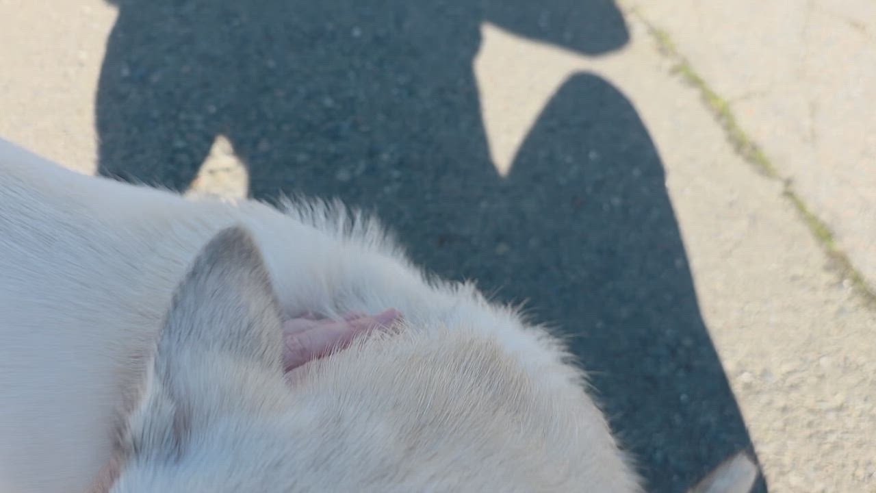 Enlarge Starla, an adoptable mixed breed in Berkeley, CA video 2/3