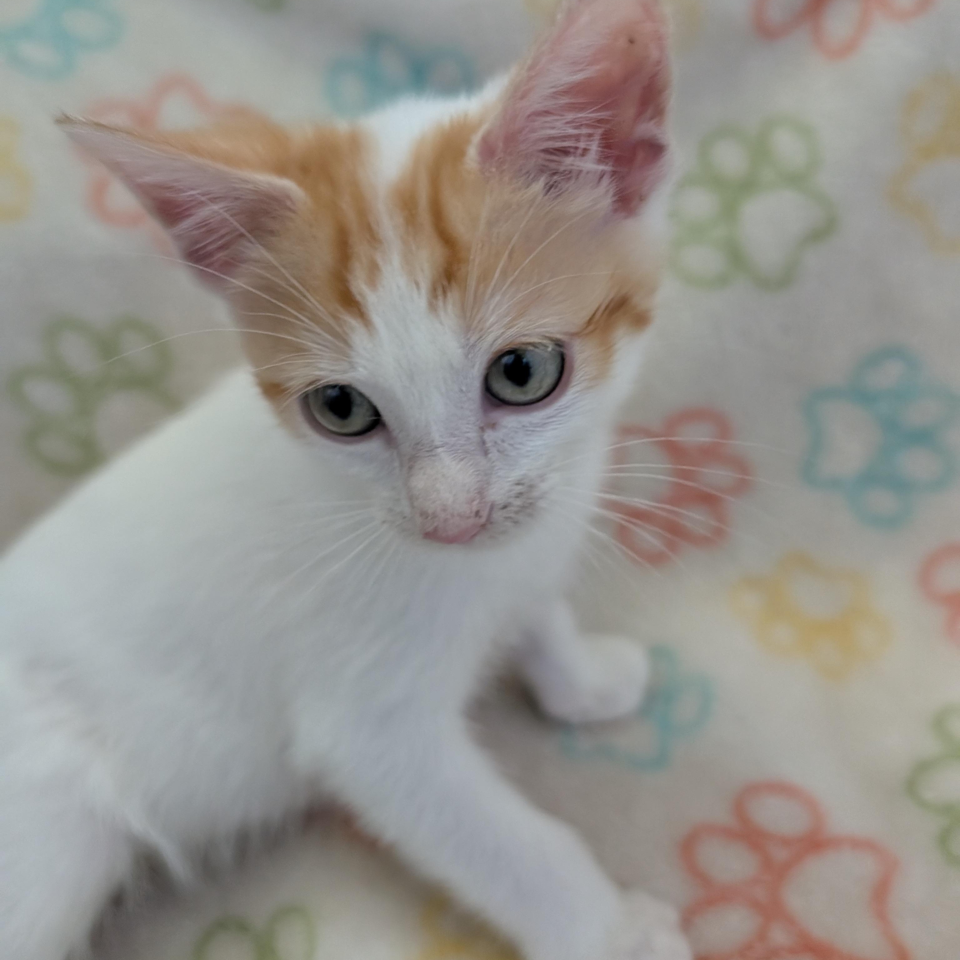 Heidi has it all!, Baby Female unknown