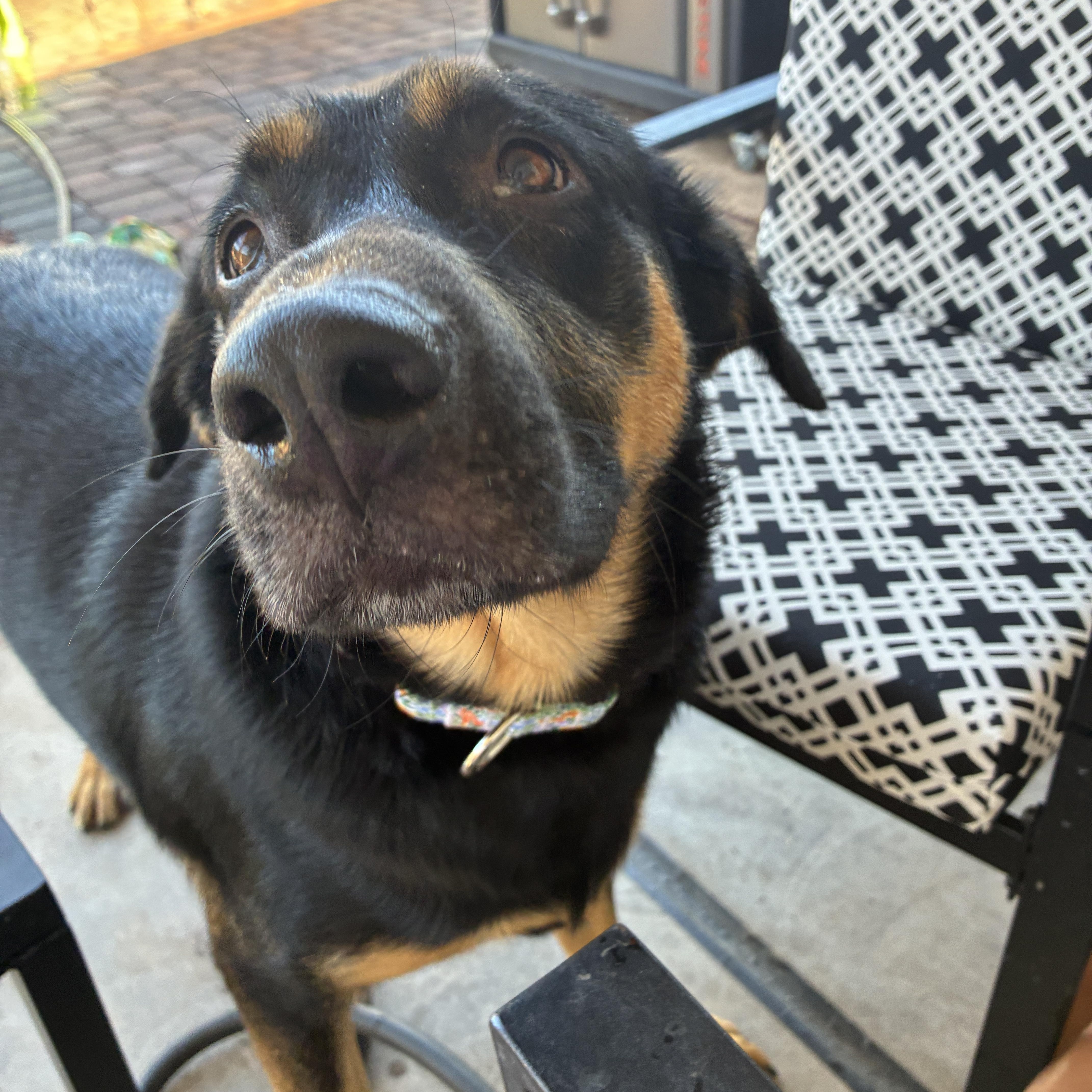 Miranda, Adoptable, Young Female Rottweiler & German Shepherd Dog.