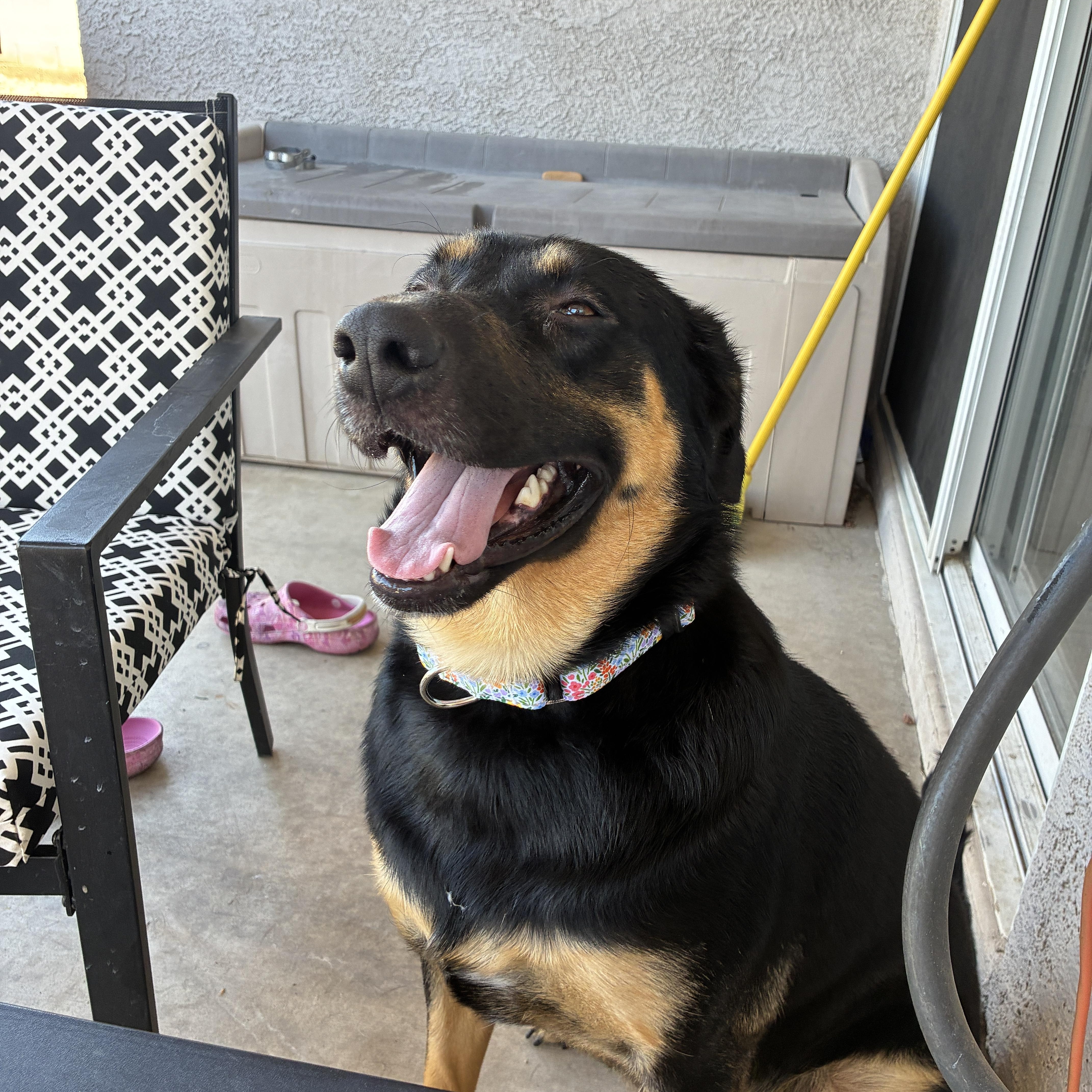 Enlarge Miranda, a Adoptable mixed breed in Las Vegas, NV image 5/6