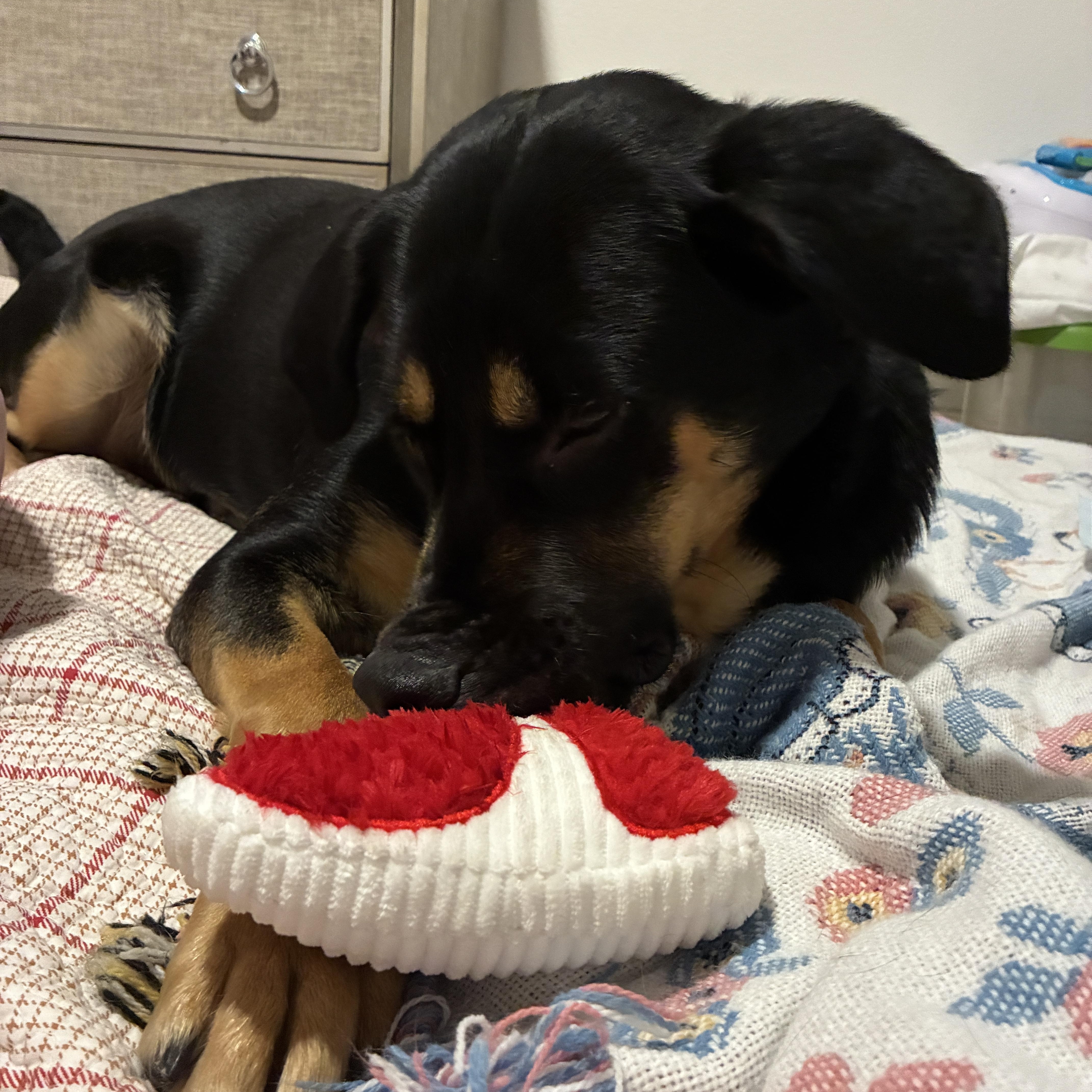 Enlarge Miranda, a Adoptable mixed breed in Las Vegas, NV image 2/6