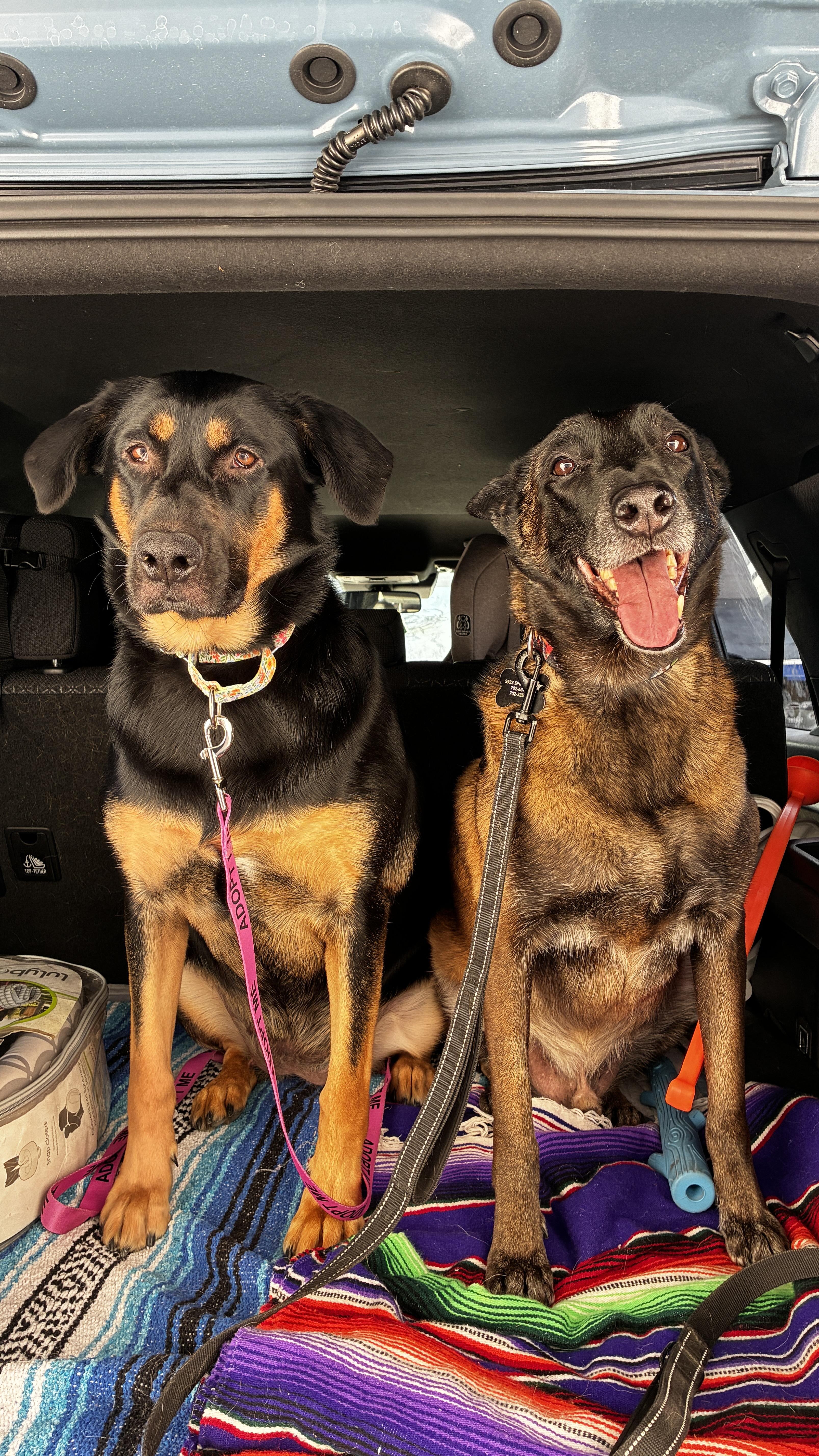 Enlarge Miranda, a Adoptable mixed breed in Las Vegas, NV image 4/6