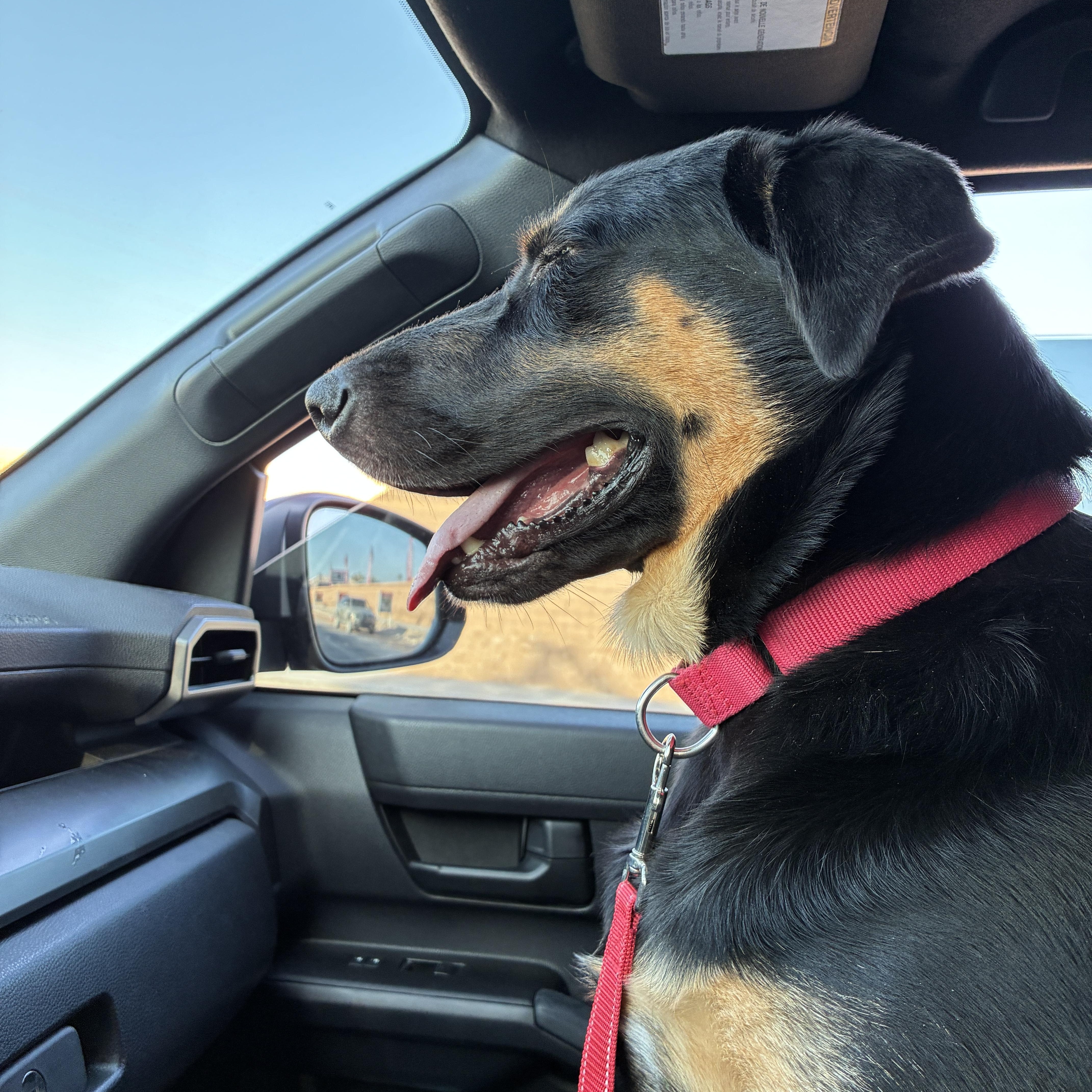 Enlarge Miranda, a Adoptable mixed breed in Las Vegas, NV image 6/6